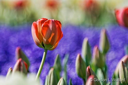 Red Tulip_53189.jpg - Photographed at Ottawa, Ontario - the capital of Canada.